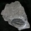 Elrathia Trilobite Fossil - Utah #6747-2